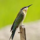 Blue-tailed Bee-eater
